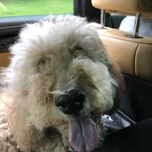 Meet your Posher, Brooke